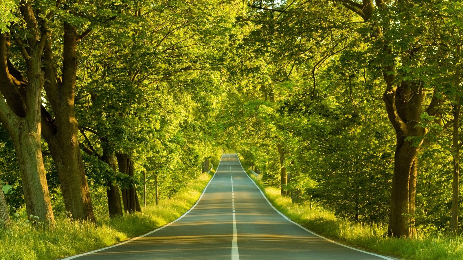 Обои дорога, деревья, весна, road, trees, spring разрешение 1920x1440 Загрузить