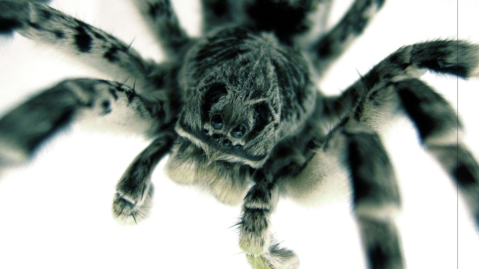 Обои паук, большой, страшный, spider, large, terrible разрешение 2048x1536 Загрузить