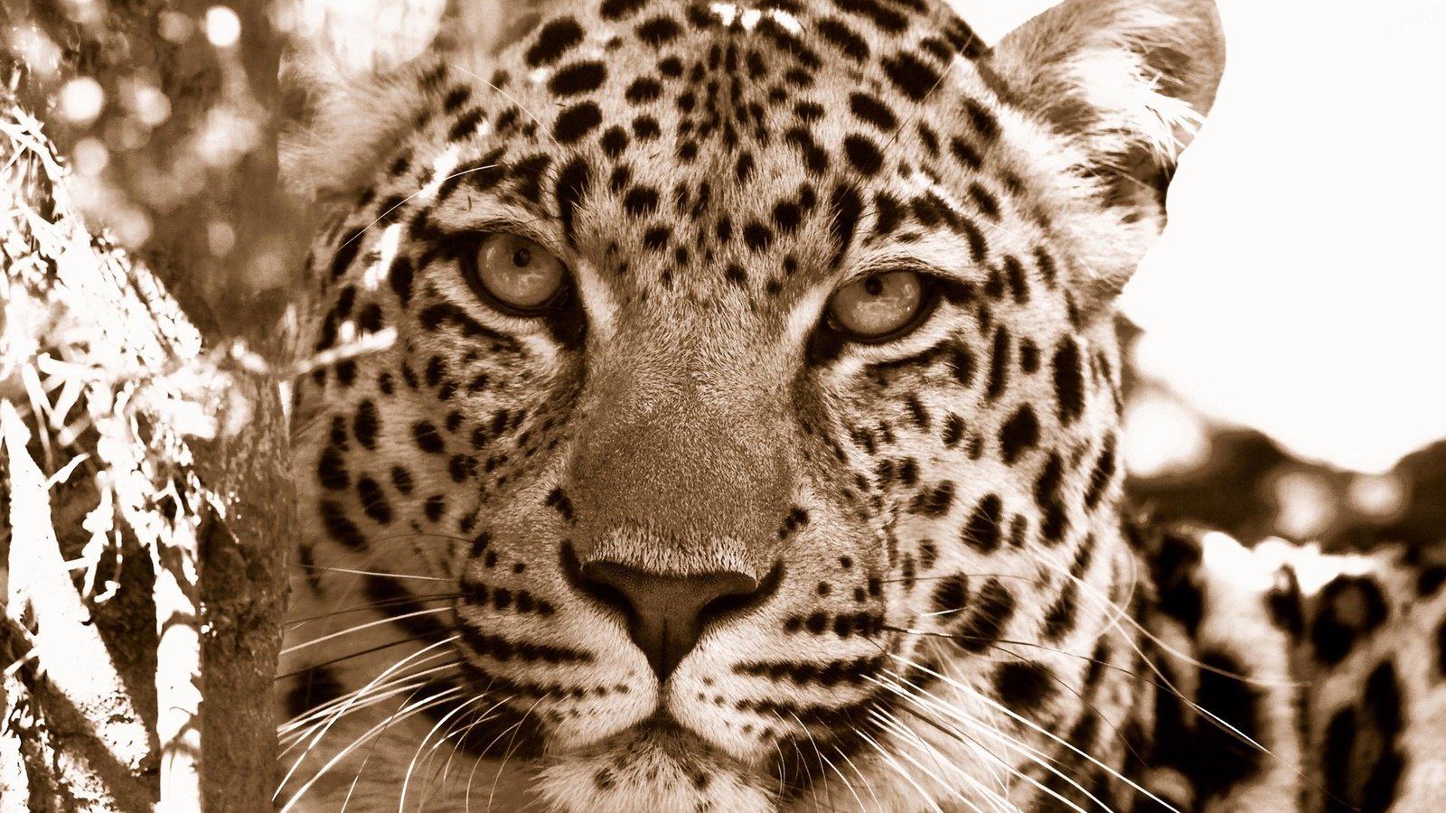 Обои морда, леопард, хищник, дикие кошки, face, leopard, predator, wild cats разрешение 1920x1080 Загрузить