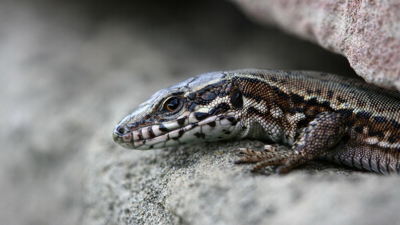 Обои камни, макро, ящерица, рептилия, расщелина, щель, stones, macro, lizard, reptile, cleft, the gap разрешение 1920x1200 Загрузить