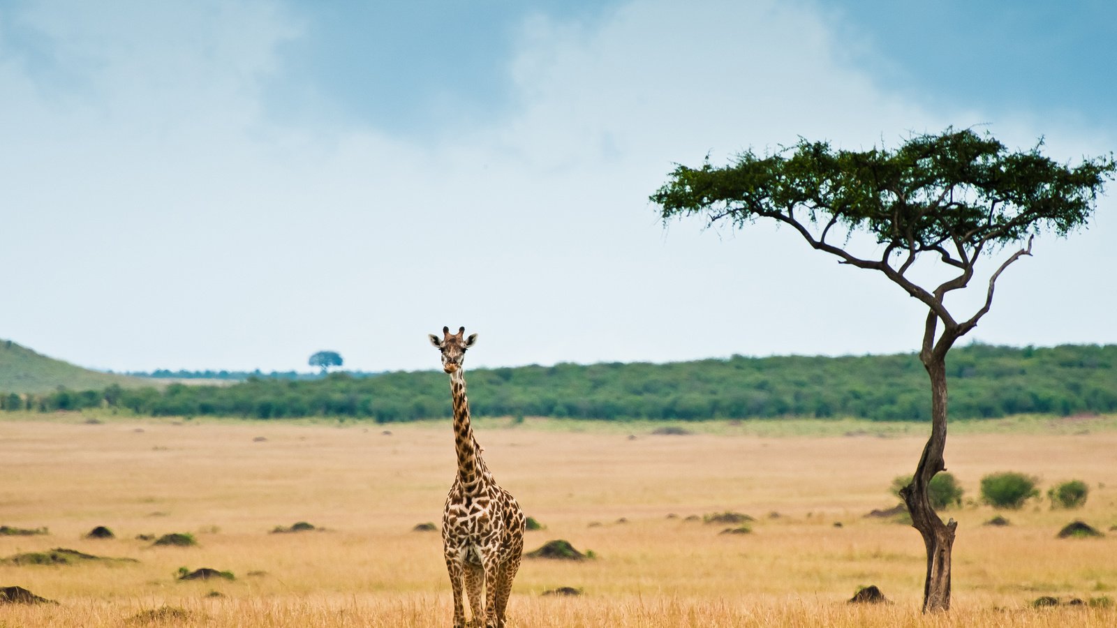 Обои африка, жираф, саванна, africa, giraffe, savannah разрешение 2560x1700 Загрузить