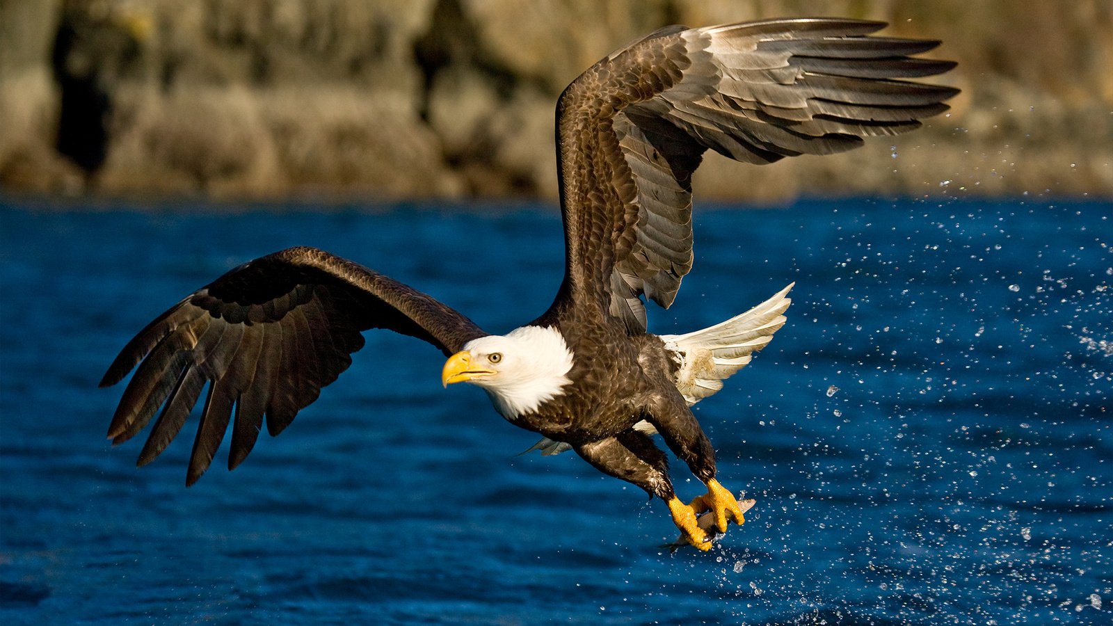 Обои вода, полет, крылья, брызги, орел, птица, water, flight, wings, squirt, eagle, bird разрешение 1920x1200 Загрузить