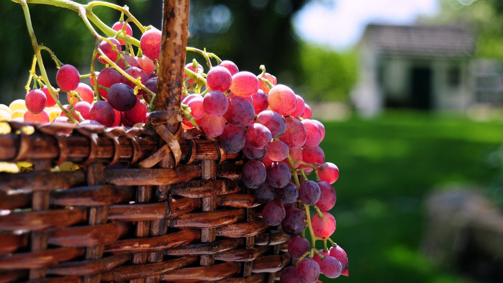 Обои солнце, виноград, корзина, ягоды, the sun, grapes, basket, berries разрешение 3288x2153 Загрузить