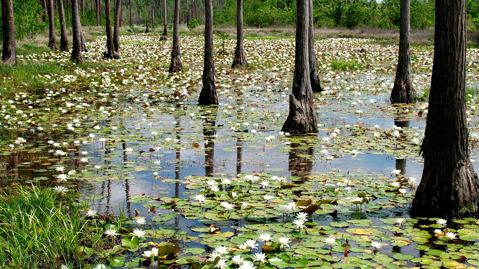 Обои цветы, деревья, лес, кувшинки, водяная лилия, паводок, flowers, trees, forest, water lilies, water lily разрешение 2048x1279 Загрузить