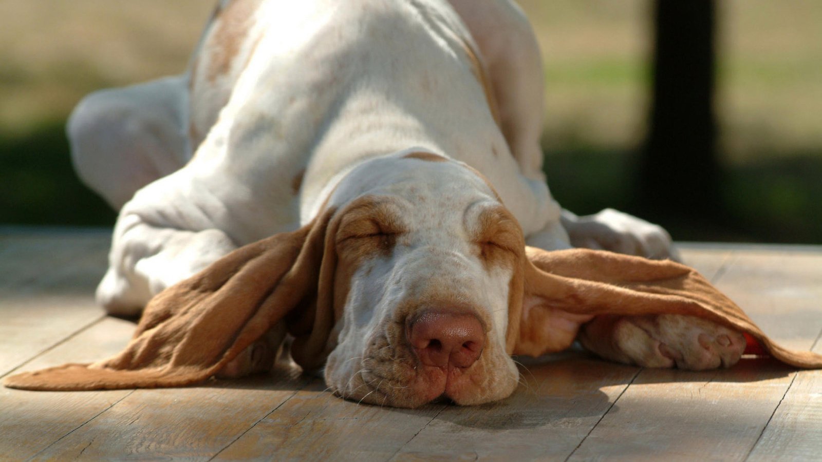 Обои морда, сон, собака, уши, бассет, бассет-хаунд, face, sleep, dog, ears, bassett, the basset hound разрешение 1920x1200 Загрузить