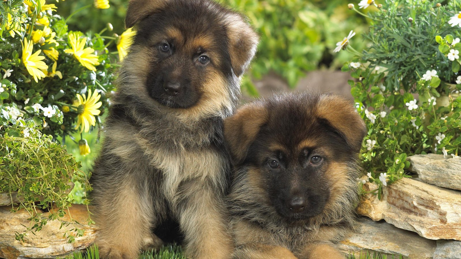 Обои щенки, собаки, немецкая овчарка, puppies, dogs, german shepherd разрешение 1920x1200 Загрузить