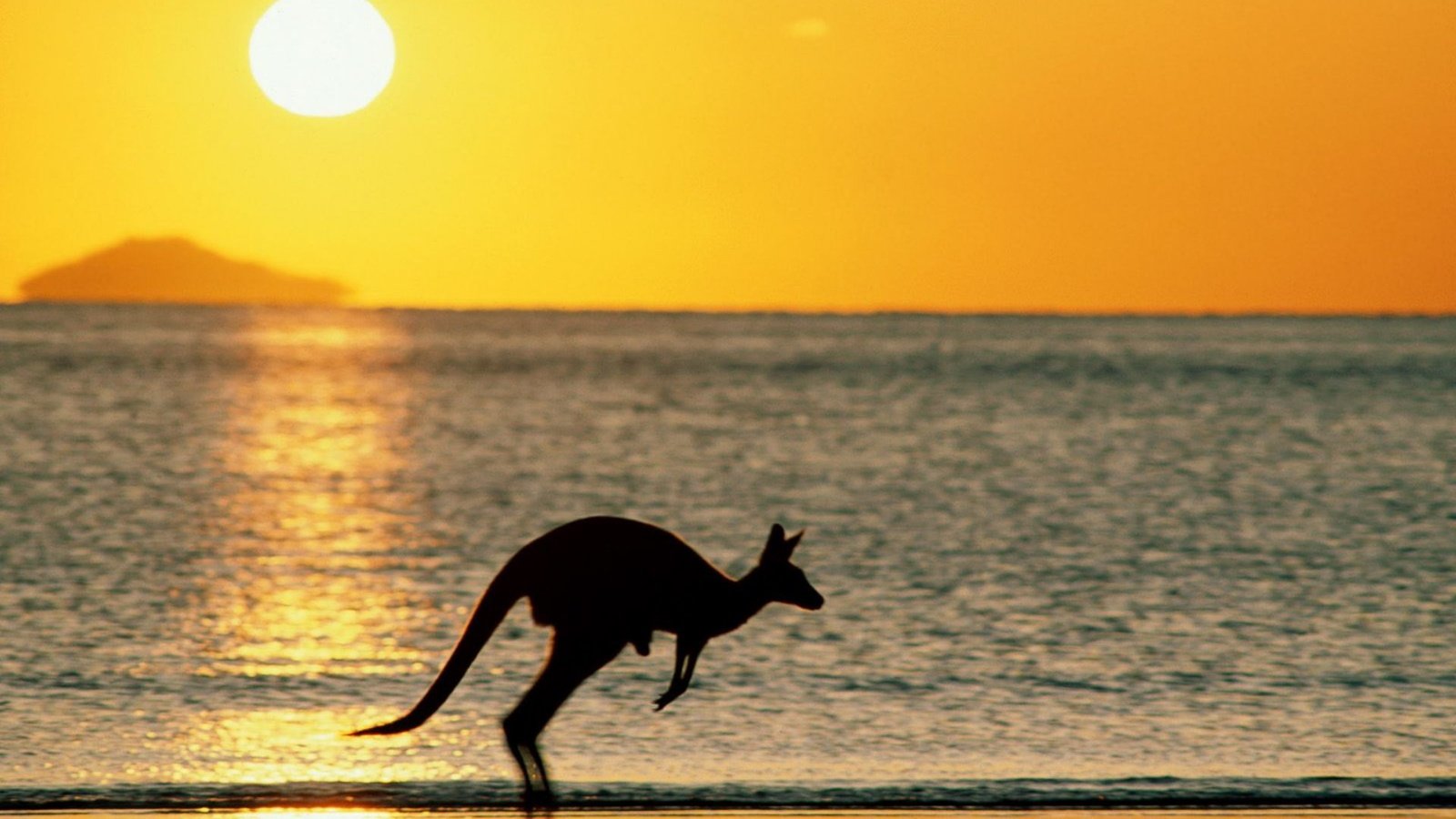 Обои солнце, закат, море, пляж, океан, австралия, кенгуру, the sun, sunset, sea, beach, the ocean, australia, kangaroo разрешение 1920x1440 Загрузить