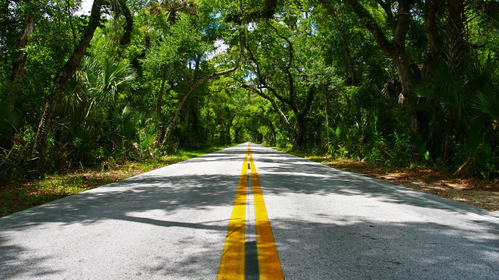 Обои дорога, деревья, линии, разметка, асфальт, road, trees, line, markup, asphalt разрешение 1920x1200 Загрузить