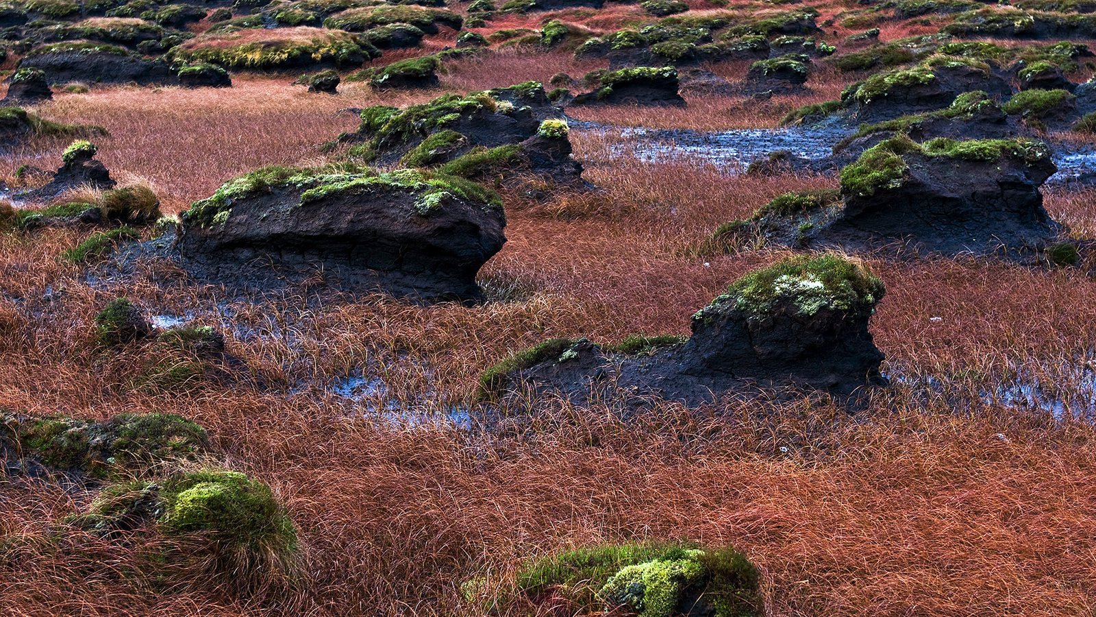 Обои трава, камни, болото, мох, ирландия, графство донегол, grass, stones, swamp, moss, ireland, county donegal разрешение 1920x1080 Загрузить