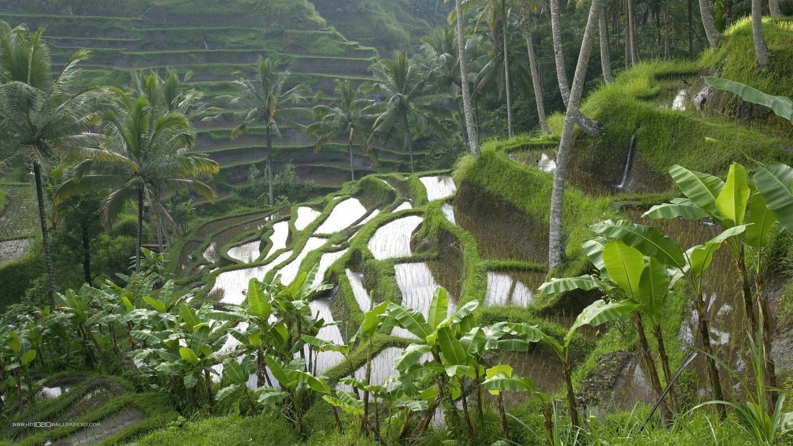 Обои пейзаж, пальмы, индонезия, бали, рисовые террасы, landscape, palm trees, indonesia, bali, rice terraces разрешение 1920x1080 Загрузить