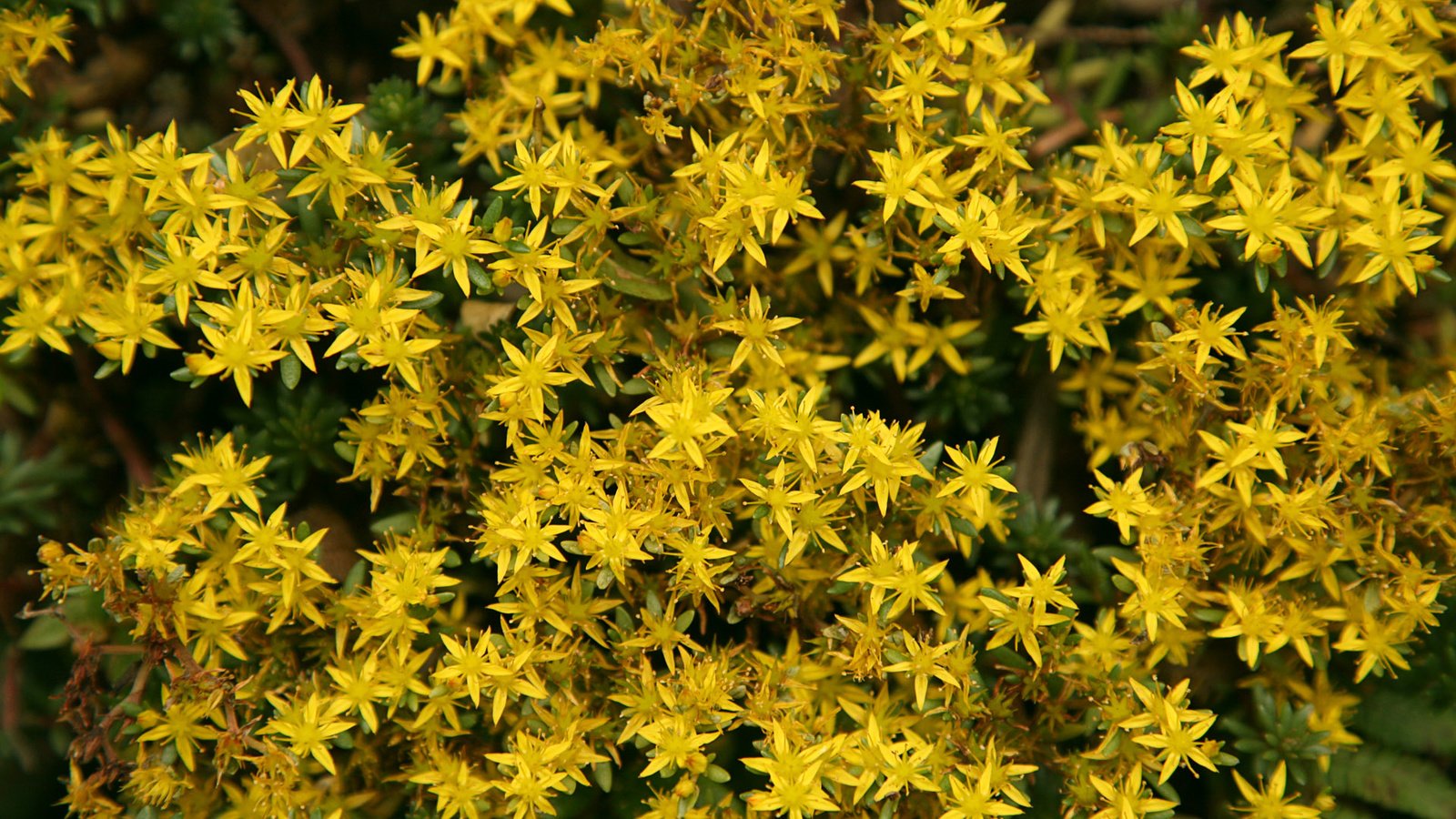 Обои цветы, растение, желтые, очиток, flowers, plant, yellow, stonecrop разрешение 1920x1200 Загрузить