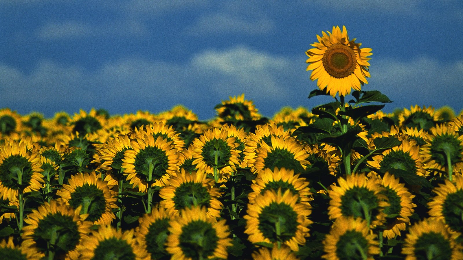 Обои небо, цветы, поле, подсолнухи, the sky, flowers, field, sunflowers разрешение 1920x1080 Загрузить