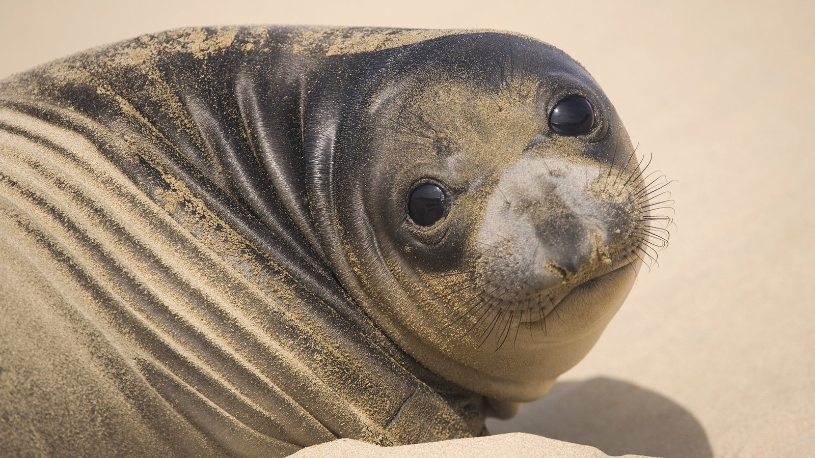 Обои морда, песок, тюлень, face, sand, seal разрешение 1920x1080 Загрузить