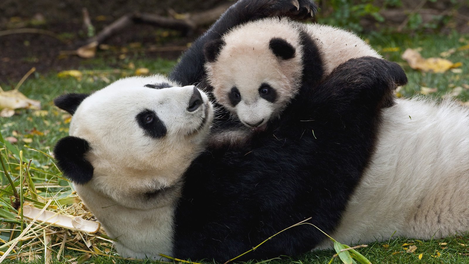 Обои панда, медвежонок, бамбуковый медведь, большая панда, медьведь, panda, bear, bamboo bear, the giant panda, medved разрешение 1920x1080 Загрузить