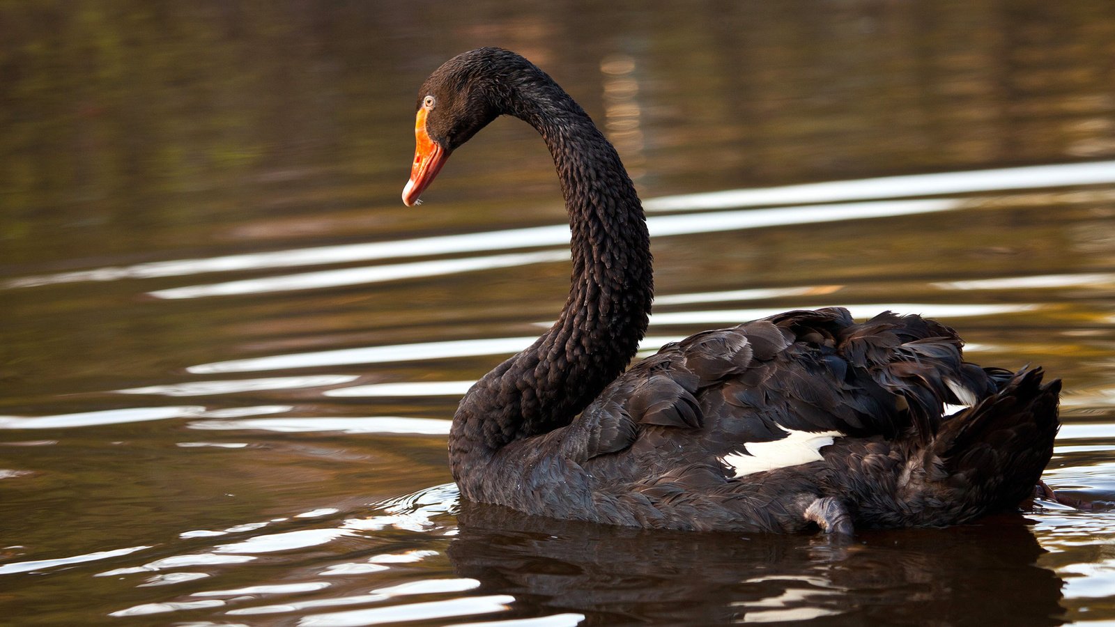 Обои озеро, птица, лебедь, черный лебедь, lake, bird, swan, black swan разрешение 1920x1080 Загрузить