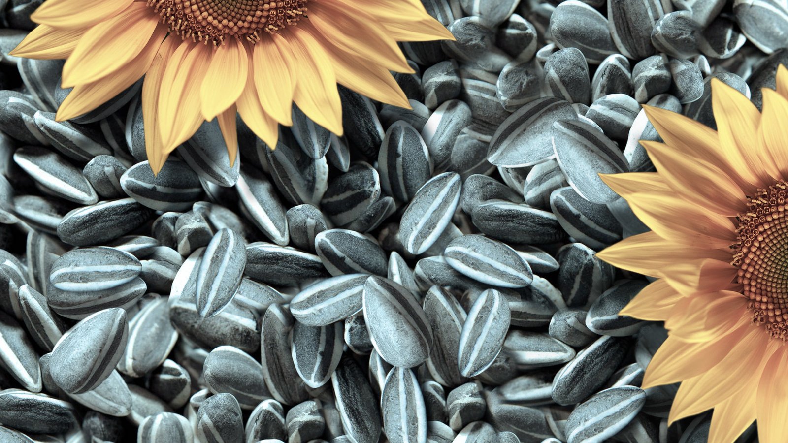 Обои текстура, подсолнух, семечки, texture, sunflower, seeds разрешение 1920x1200 Загрузить