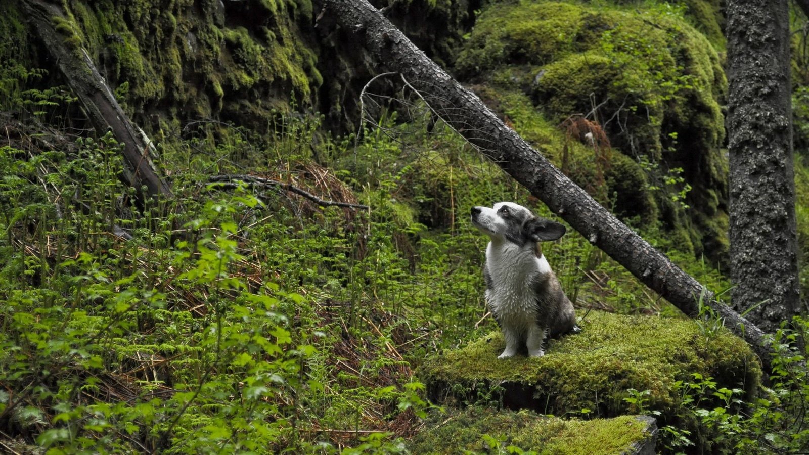 Обои природа, дерево, лес, собака, мох, собака в лесу, nature, tree, forest, dog, moss, the dog in the woods разрешение 1920x1200 Загрузить