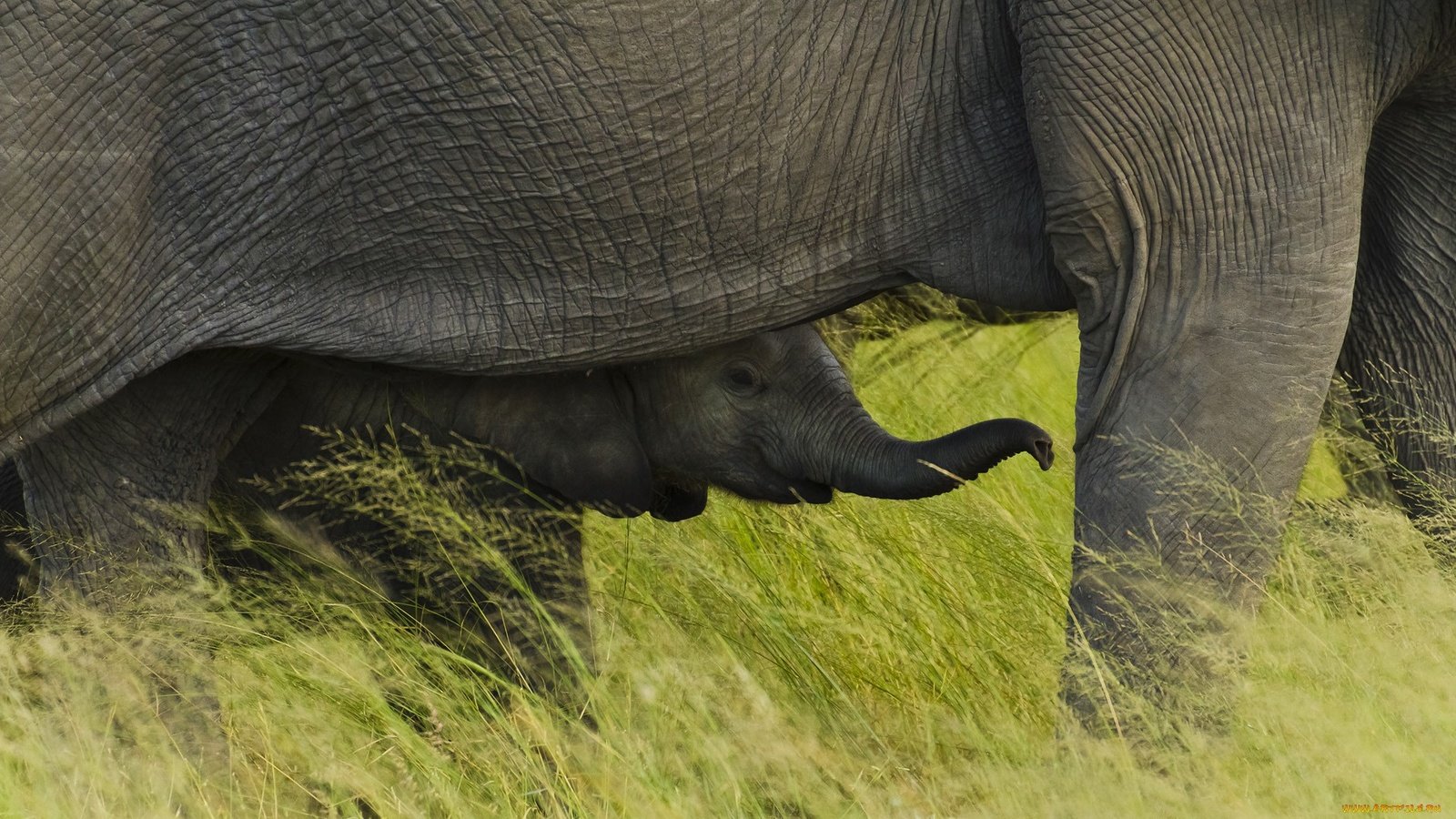 Обои трава, африка, слоны, слоненок, национальный парк чобе, ботсвана, grass, africa, elephants, elephant, chobe national park, botswana разрешение 1920x1080 Загрузить