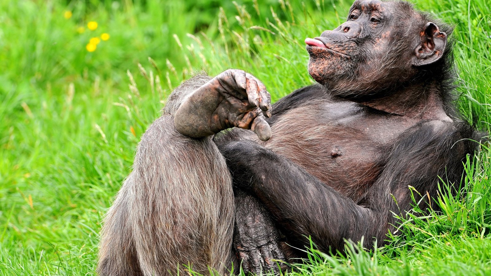 Обои трава, поза, язык, обезьяна, примат, смешной, шимпанзе, grass, pose, language, monkey, the primacy of, funny, chimpanzees разрешение 2560x1600 Загрузить