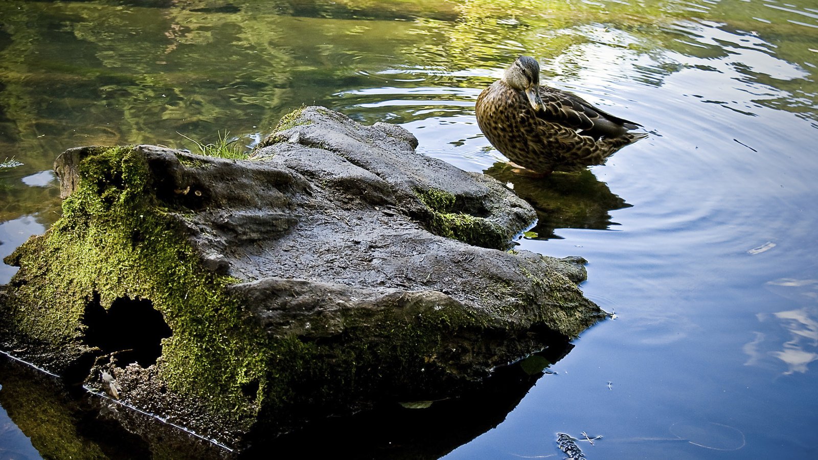 Обои вода, природа, камень, птица, клюв, перья, утка, water, nature, stone, bird, beak, feathers, duck разрешение 1920x1200 Загрузить