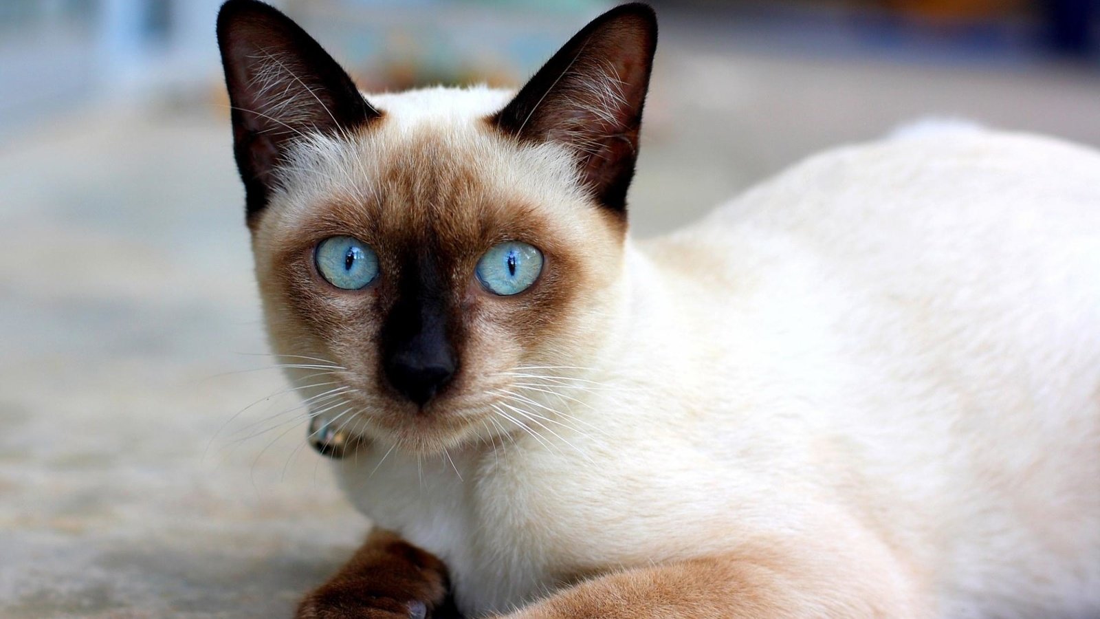Обои кошка, сиамская, голубоглазая, сиамская кошечка, cat, siamese, blue-eyed, siamese cat разрешение 1920x1200 Загрузить