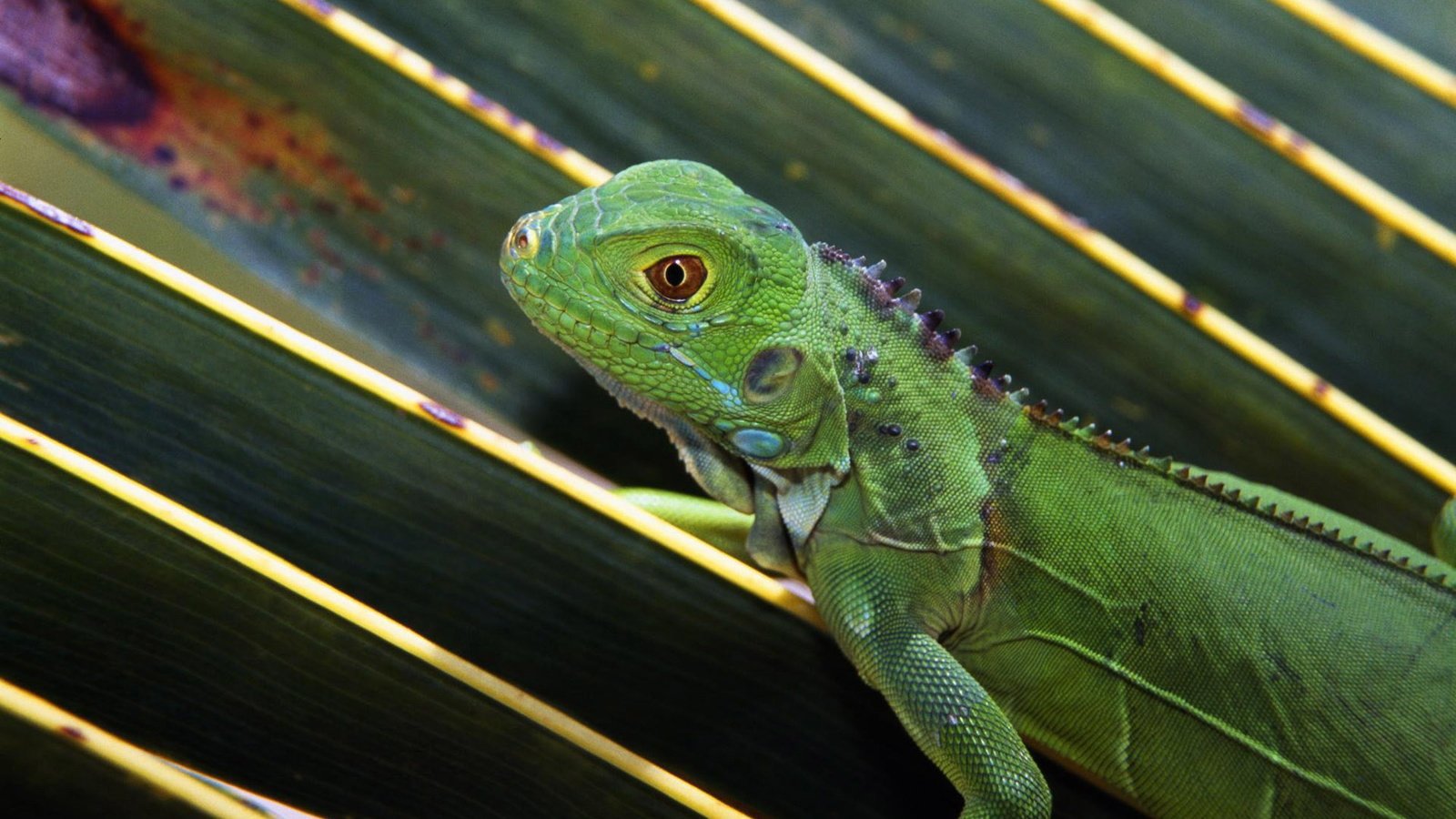 Обои природа, макро, ящерица, зеленая, ящерка, игуана, nature, macro, lizard, green, iguana разрешение 1920x1200 Загрузить