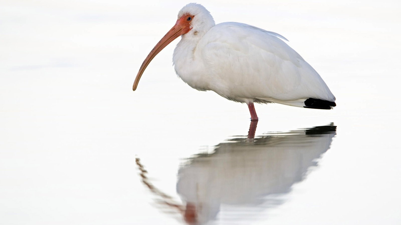 Обои отражение, белый, птица, клюв, птица в воде, ибис, reflection, white, bird, beak, the bird in the water, ibis разрешение 1920x1200 Загрузить