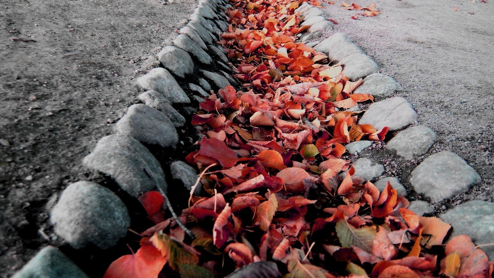 Обои камни, листья, макро, осень, колея, ров, stones, leaves, macro, autumn, track, ditch разрешение 1920x1319 Загрузить