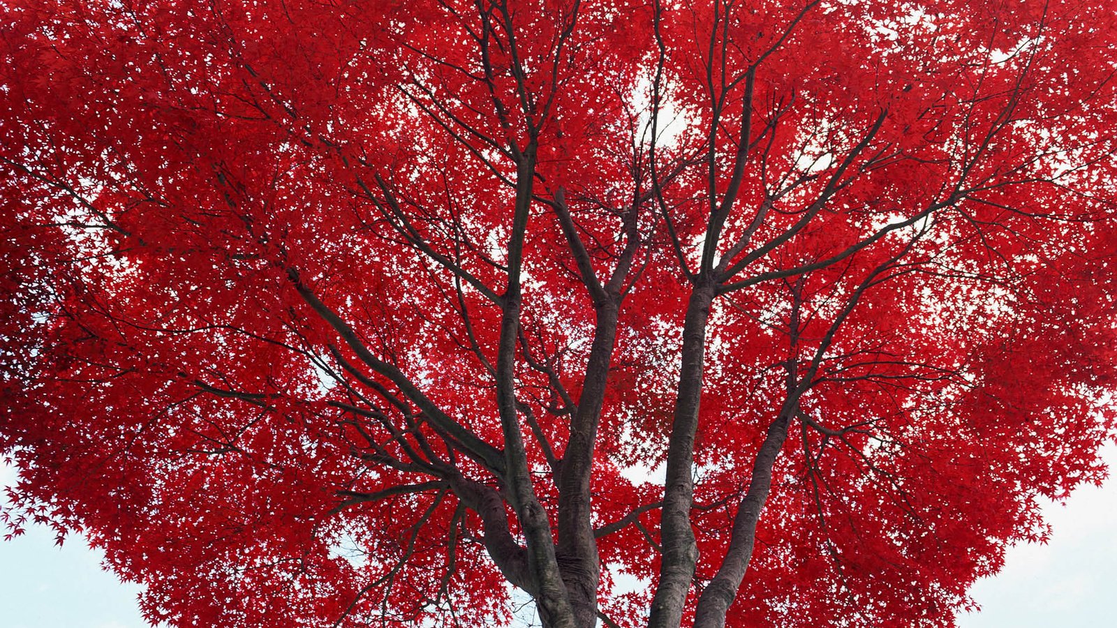 Обои дерево, листья, осень, красные, tree, leaves, autumn, red разрешение 1920x1200 Загрузить