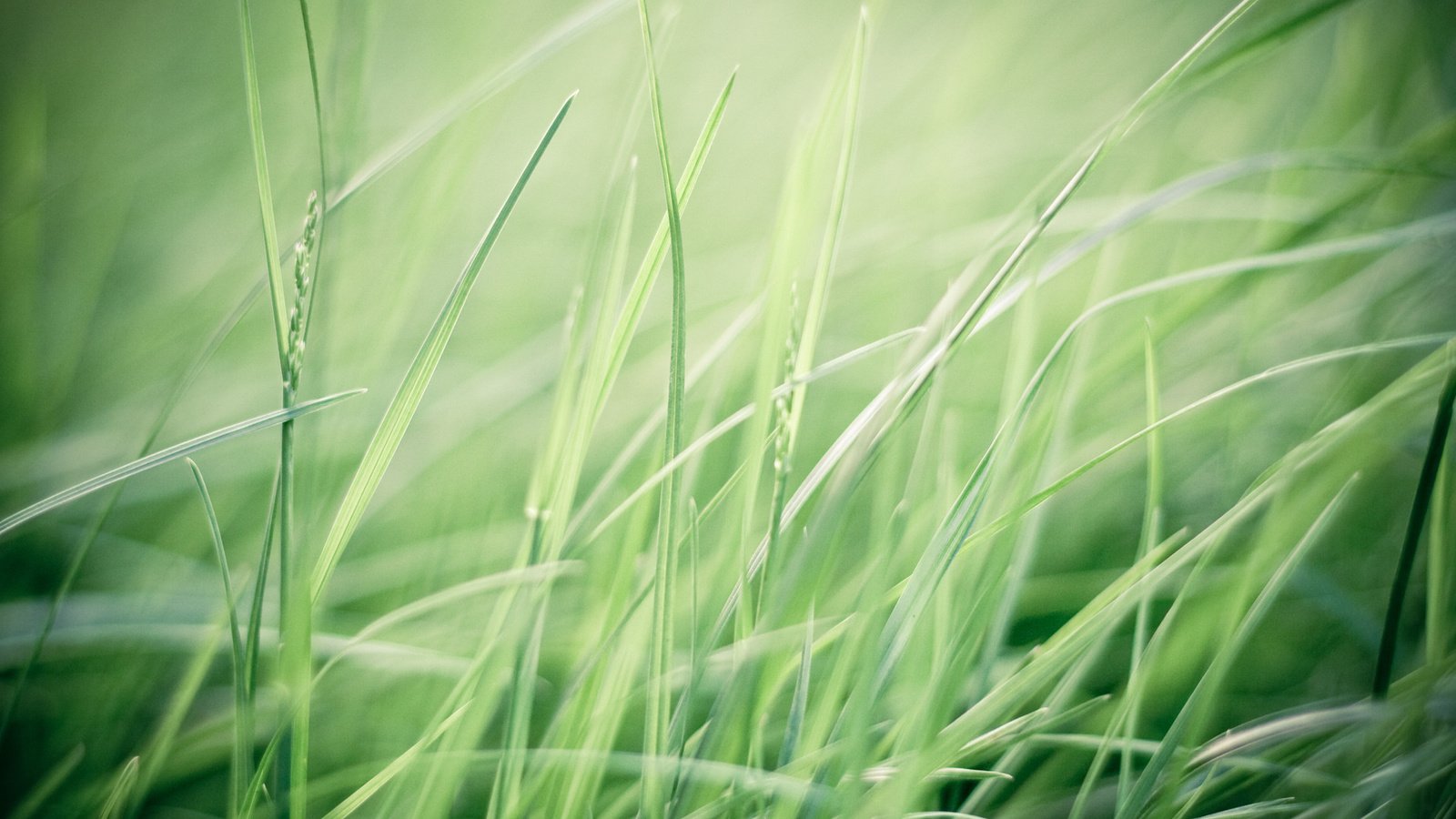 Обои трава, макро, фон, зелёная трава, grass, macro, background, green grass разрешение 1920x1280 Загрузить