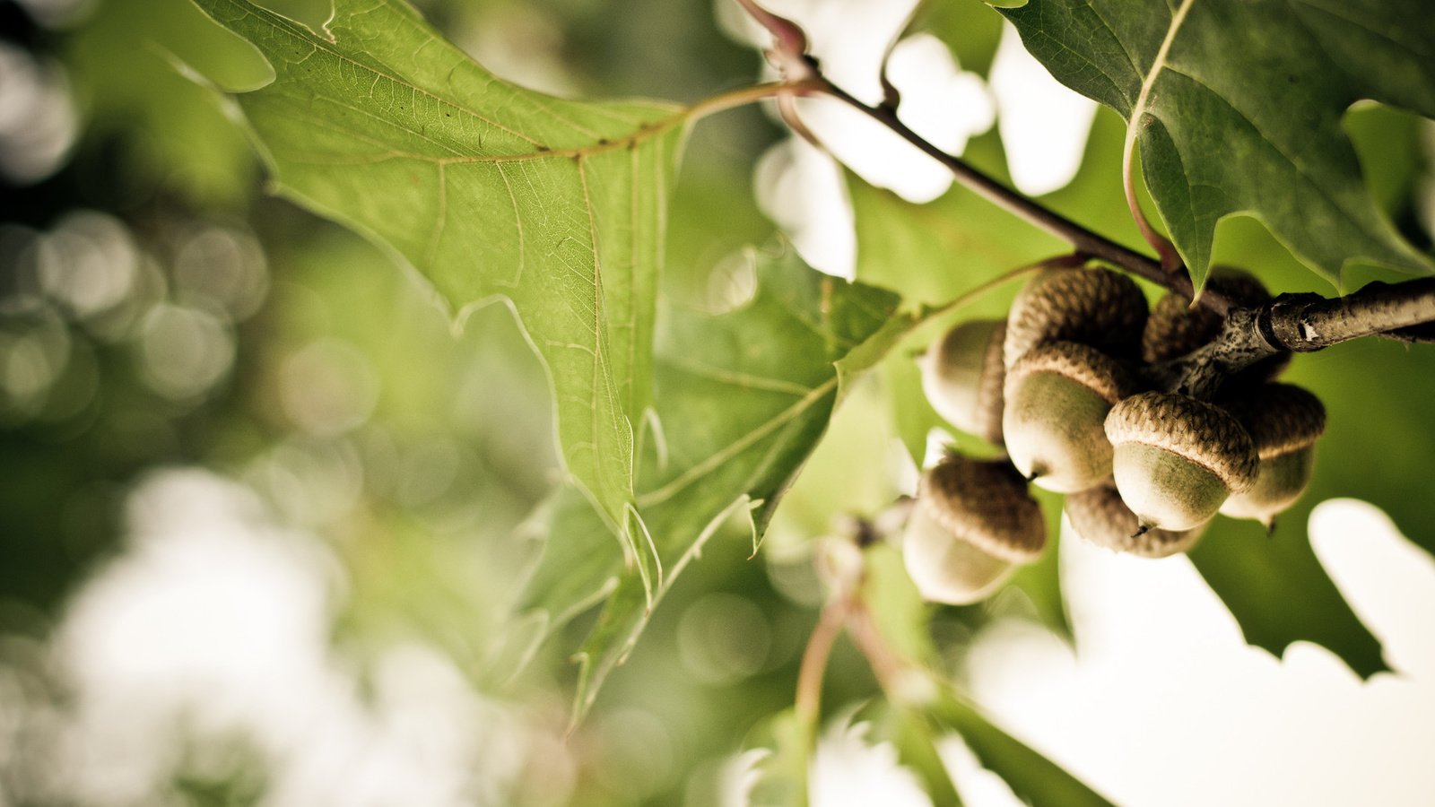 Обои ветка, дерево, листья, дуб, жёлуди, branch, tree, leaves, oak, acorns разрешение 1920x1275 Загрузить