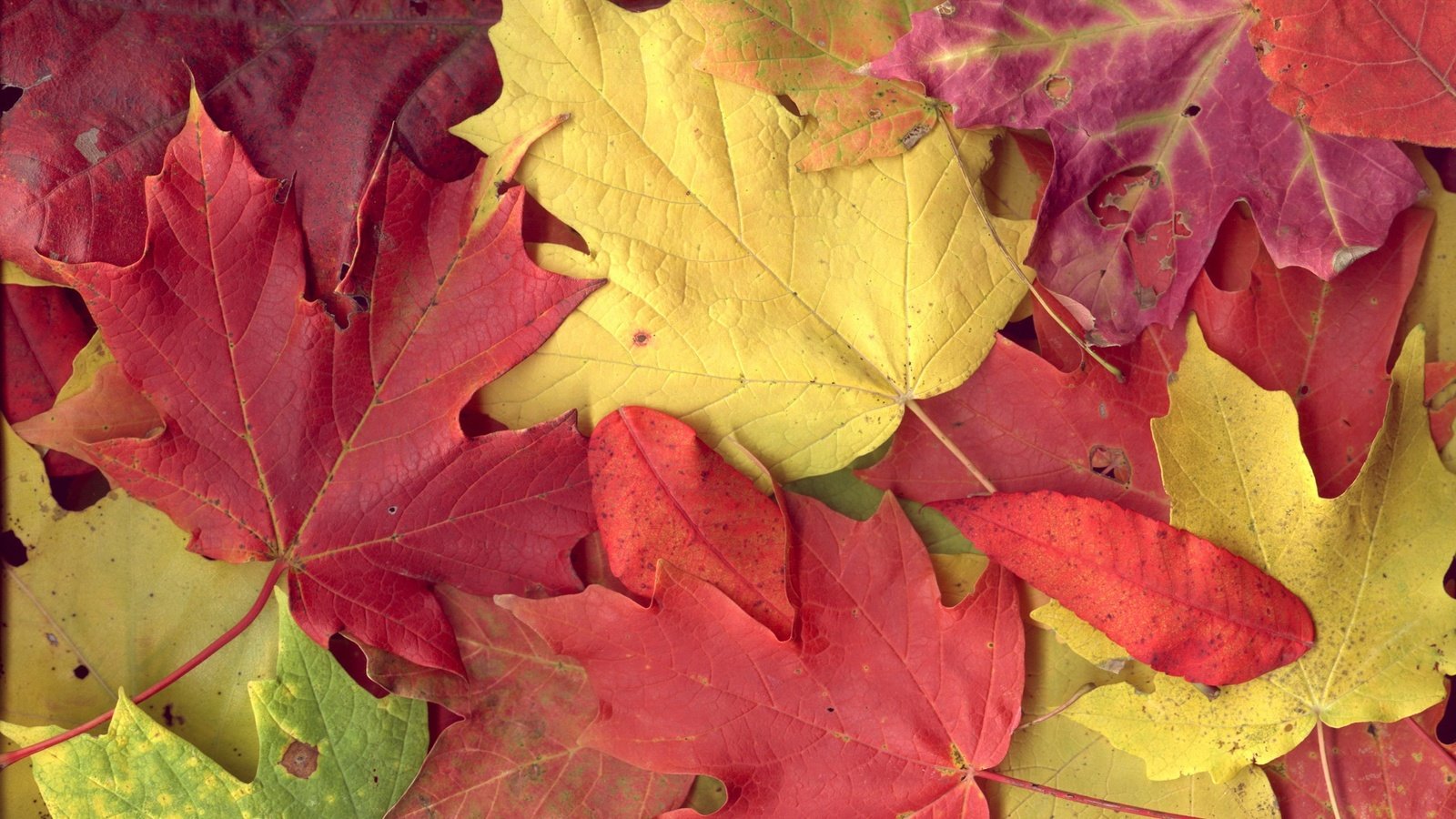 Обои листья, разноцветные, осень, клен, листопад, leaves, colorful, autumn, maple, falling leaves разрешение 1920x1200 Загрузить