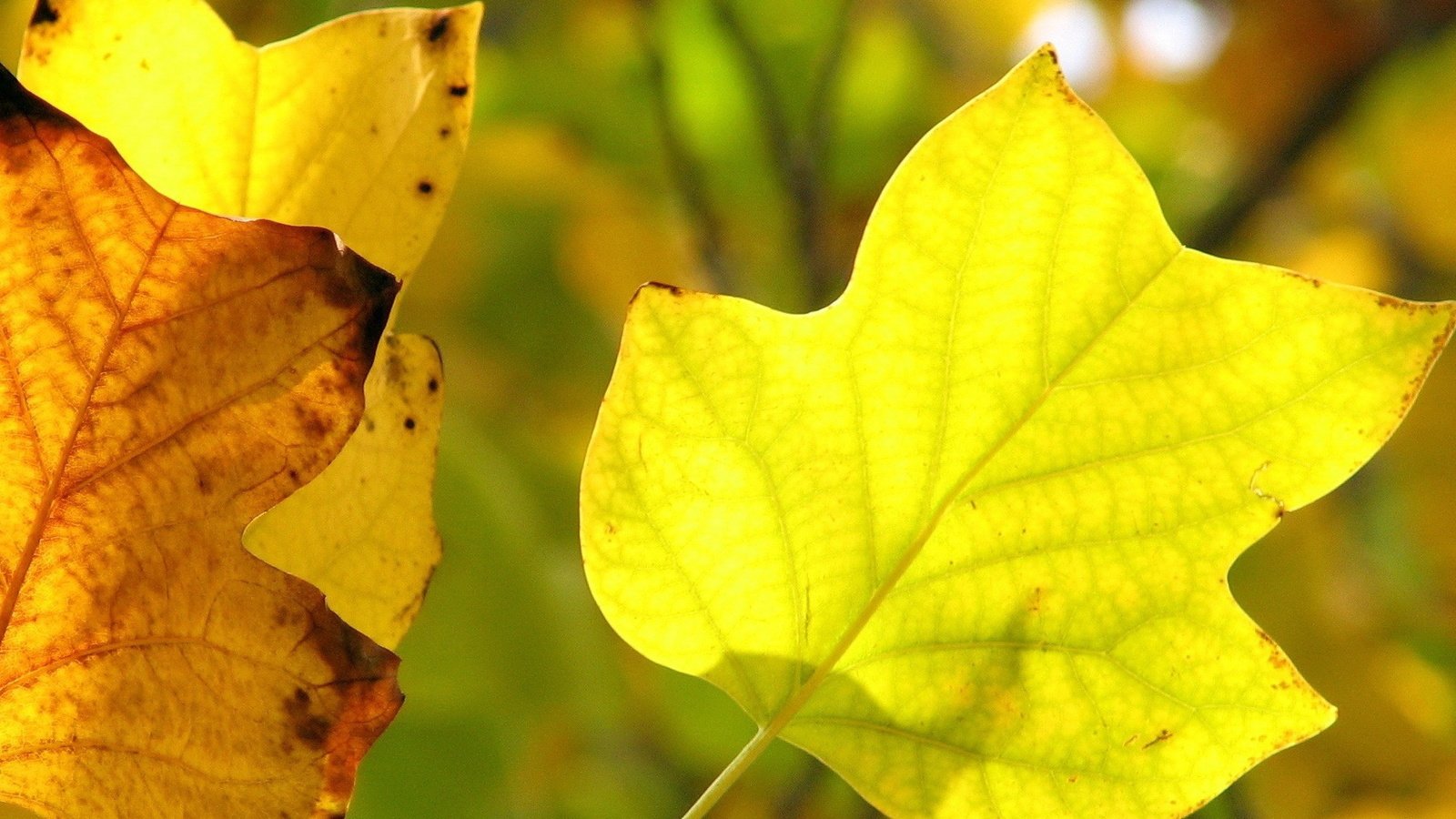 Обои листья, макро, осень, прожилки, желтые, leaves, macro, autumn, veins, yellow разрешение 1920x1200 Загрузить