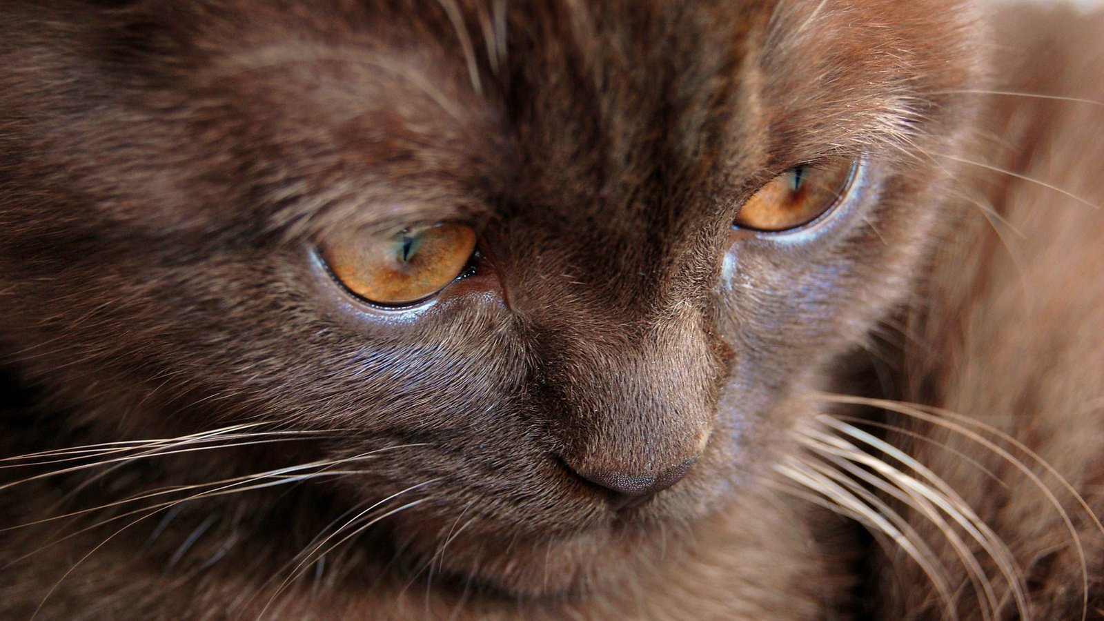 Обои глаза, кошка, взгляд, котенок, шоколадный котенок, eyes, cat, look, kitty, chocolate kitten разрешение 1920x1277 Загрузить