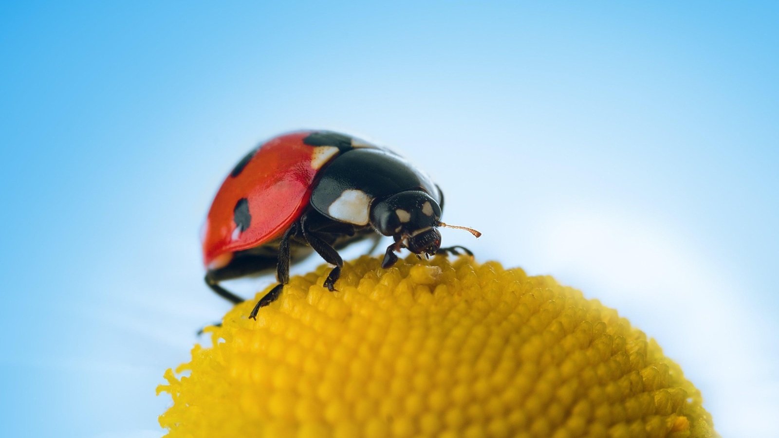 Обои небо, макро, цветок, насекомые, божья коровка, the sky, macro, flower, insects, ladybug разрешение 1920x1280 Загрузить