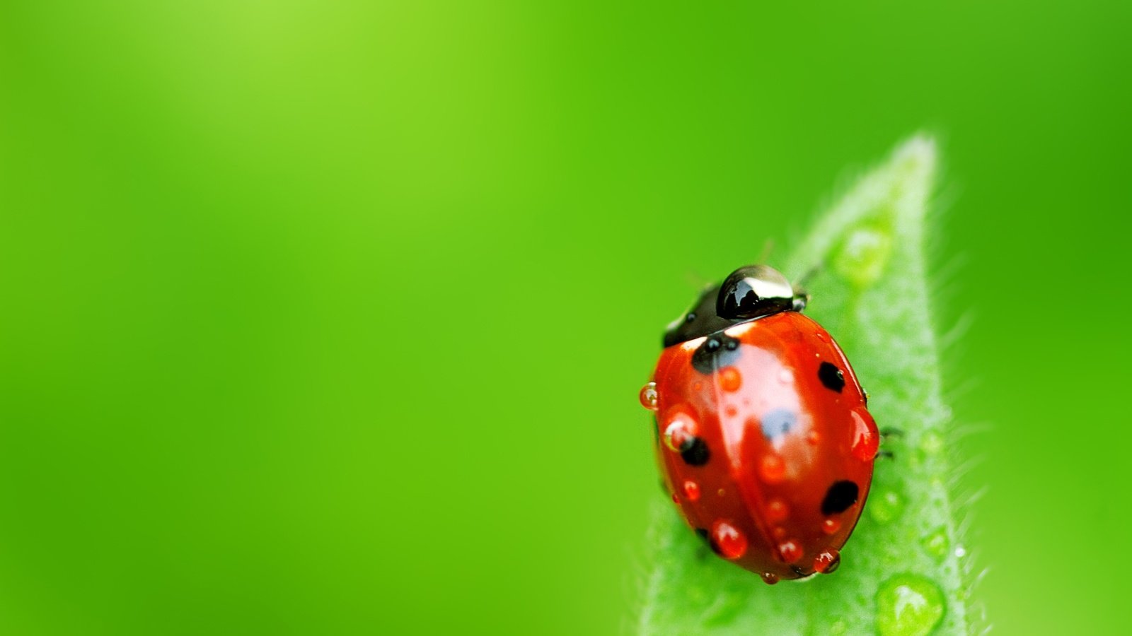 Обои макро, роса, капли, лист, насекомые, божья коровка, macro, rosa, drops, sheet, insects, ladybug разрешение 1920x1080 Загрузить