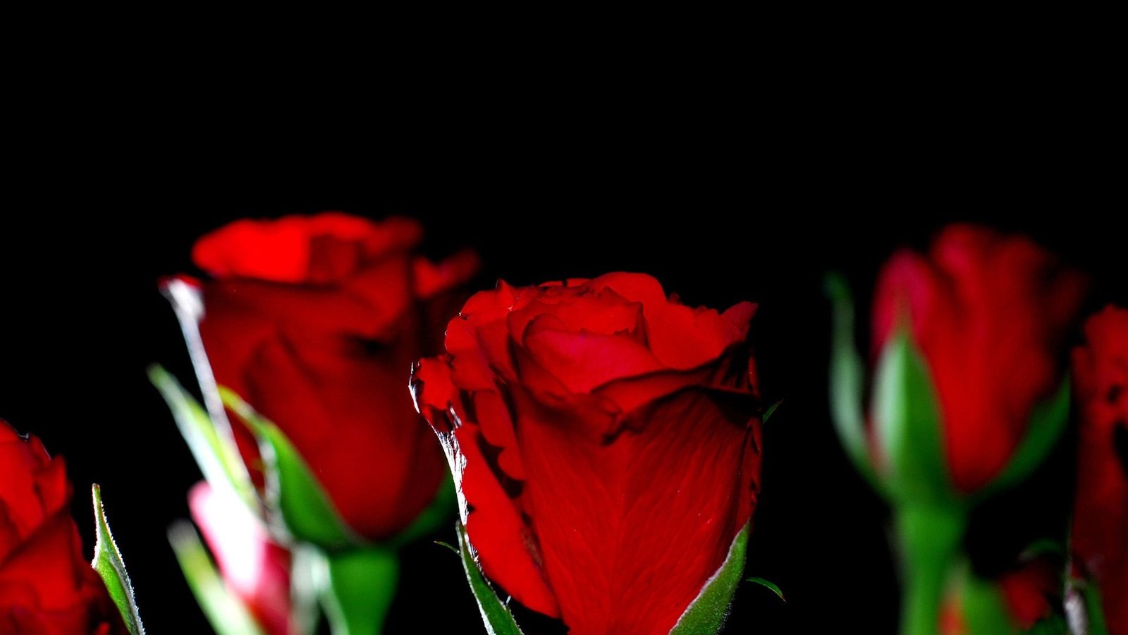 Обои макро, фон, розы, красные, черный, черный фон, macro, background, roses, red, black, black background разрешение 1920x1200 Загрузить