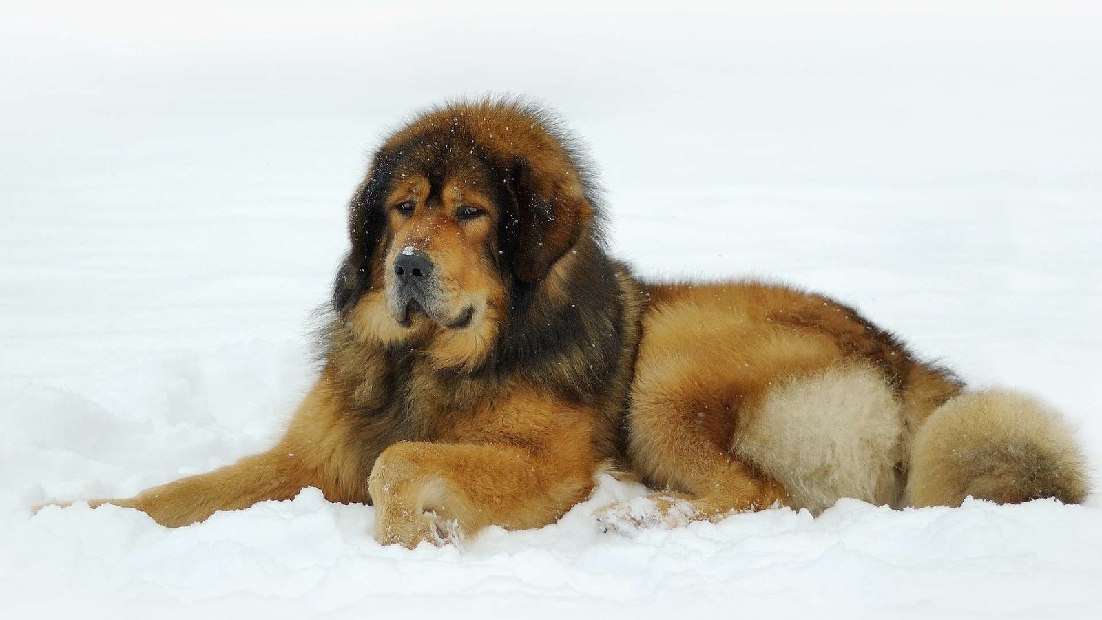 Обои снег, тибетский мастиф, snow, tibetan mastiff разрешение 1920x1200 Загрузить