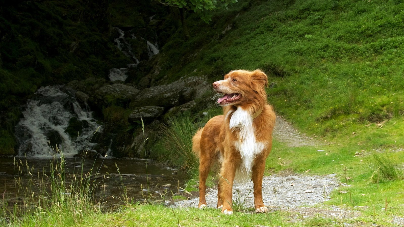 Обои трава, природа, собака, пес, новошотландский ретривер, grass, nature, dog, nova scotia duck tolling retriever разрешение 1920x1200 Загрузить