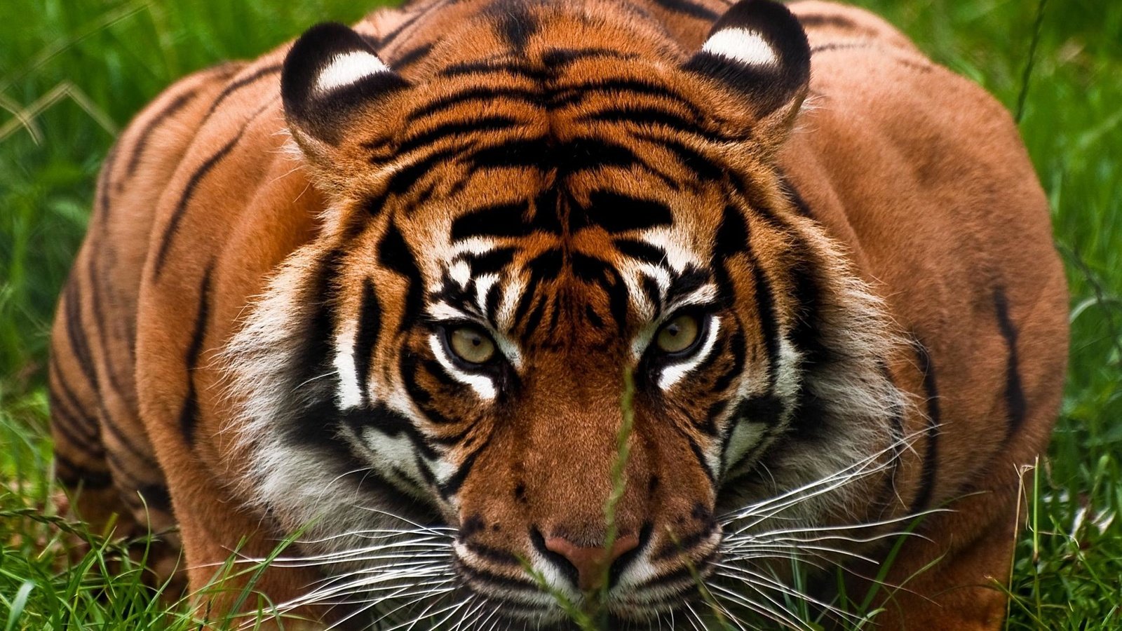 Обои тигр, морда, трава, взгляд, хищник, большая кошка, охота, tiger, face, grass, look, predator, big cat, hunting разрешение 1920x1200 Загрузить