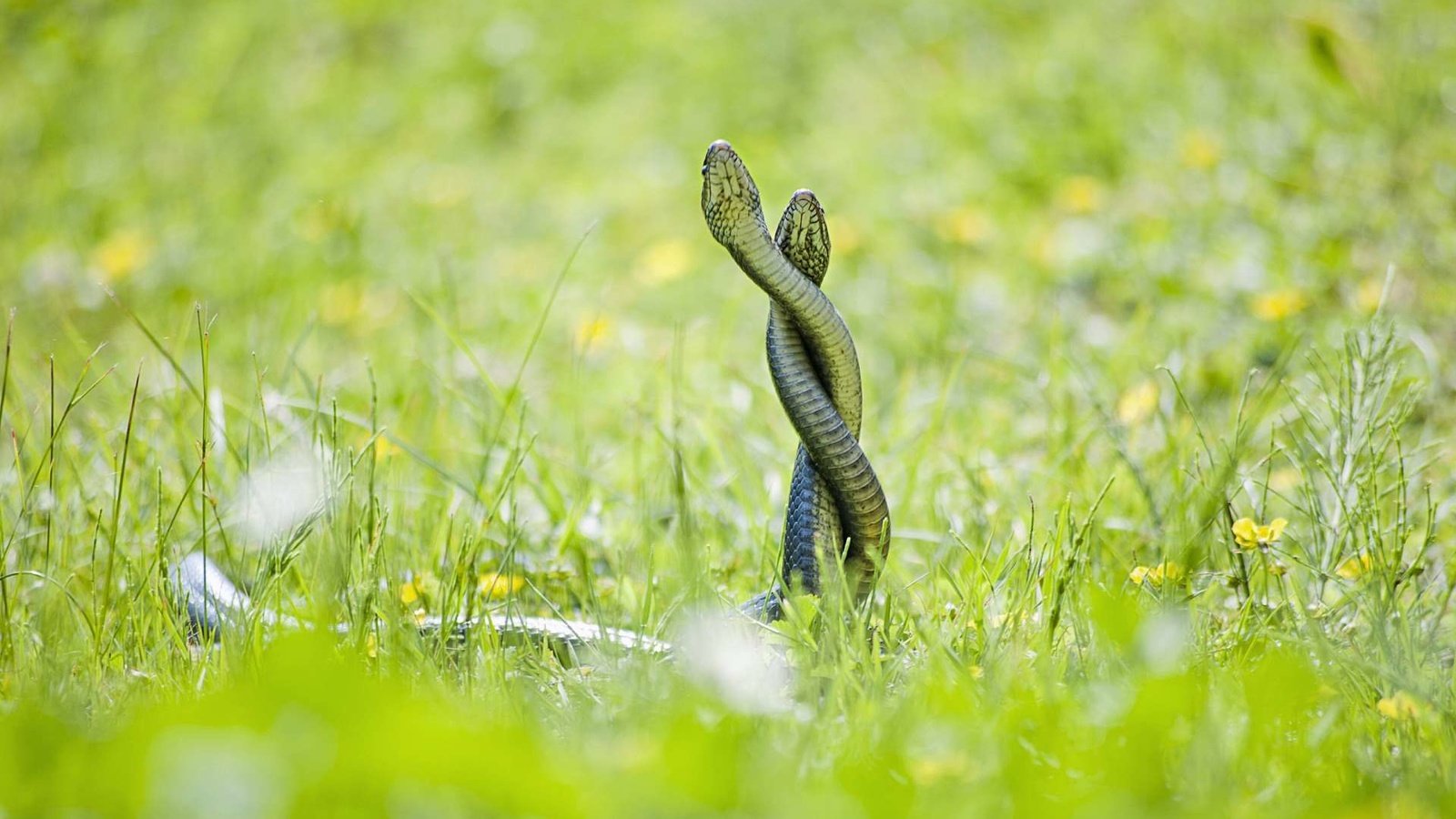 Обои трава, змеи, полевые цветы, рептилия, пресмыкающиеся, grass, snakes, wildflowers, reptile, reptiles разрешение 1920x1200 Загрузить