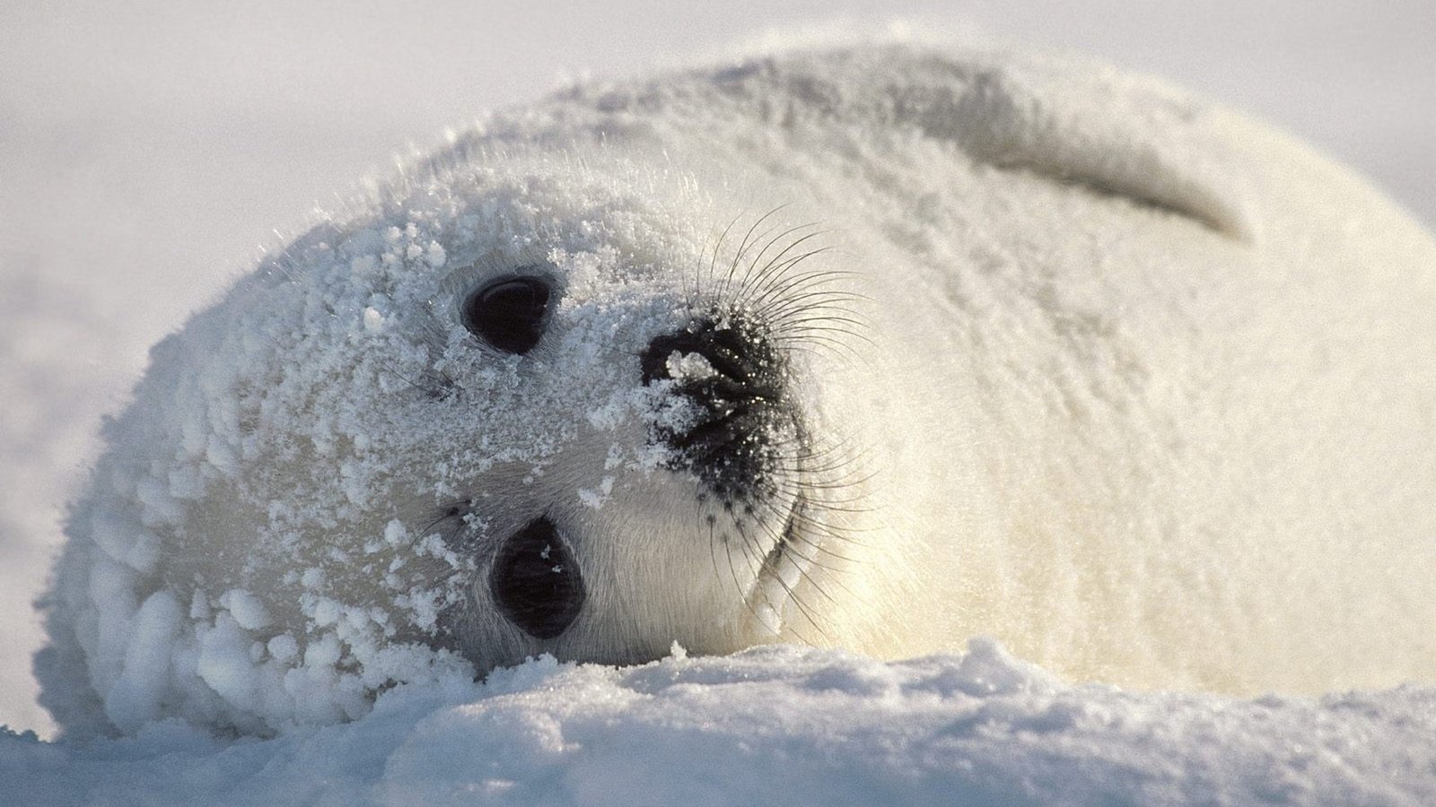 Обои снег, тюлень, детеныш, беляк, snow, seal, cub, whitey разрешение 1920x1200 Загрузить
