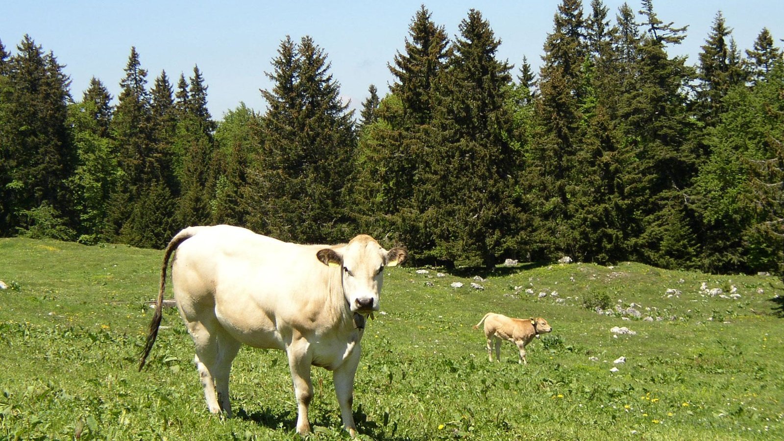 Обои трава, корова, телёнок, grass, cow, calf разрешение 1920x1200 Загрузить