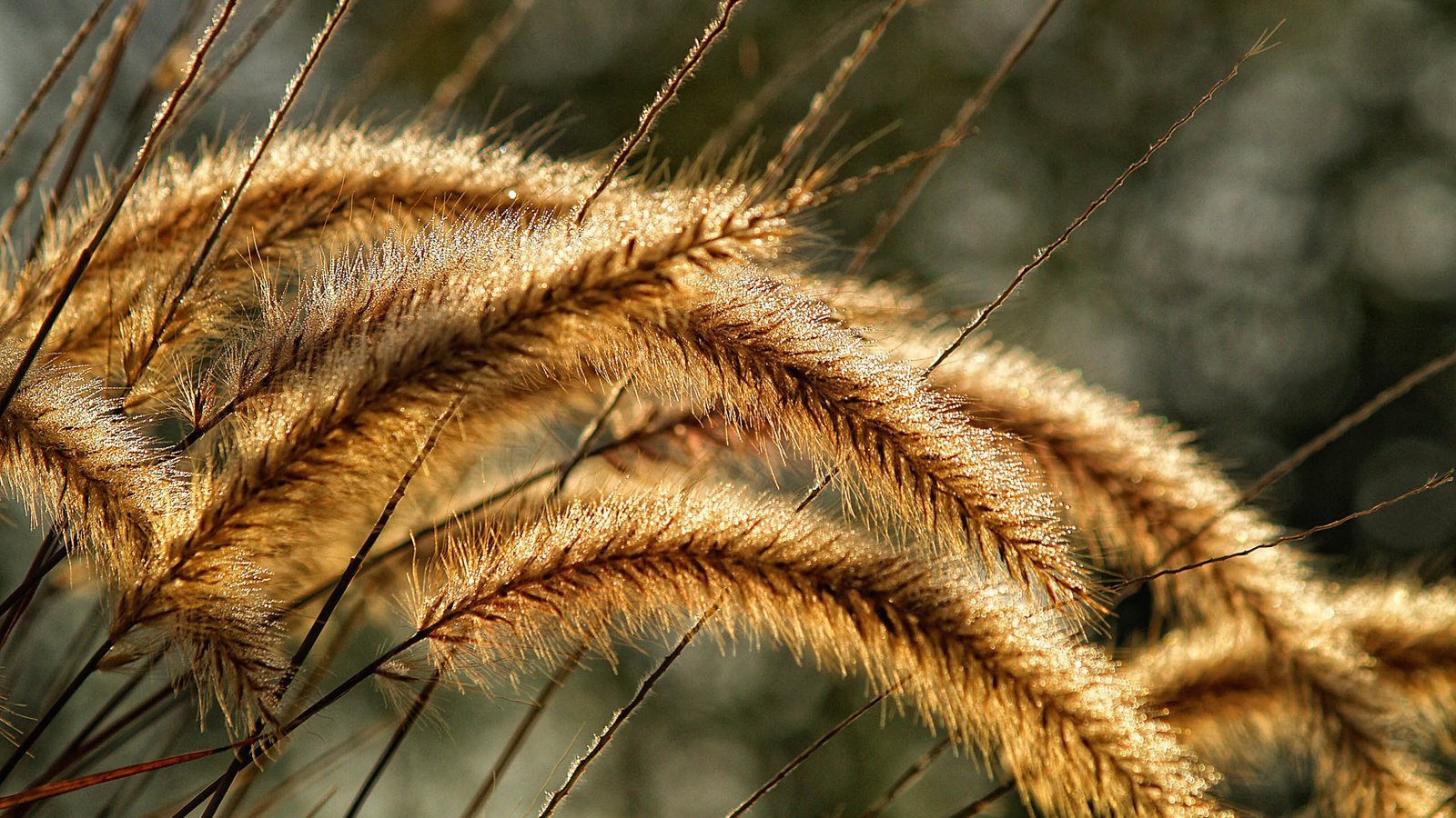 Обои трава, природа, макро, колосья, колоски, растение, красиво, grass, nature, macro, ears, spikelets, plant, beautiful разрешение 2560x1600 Загрузить