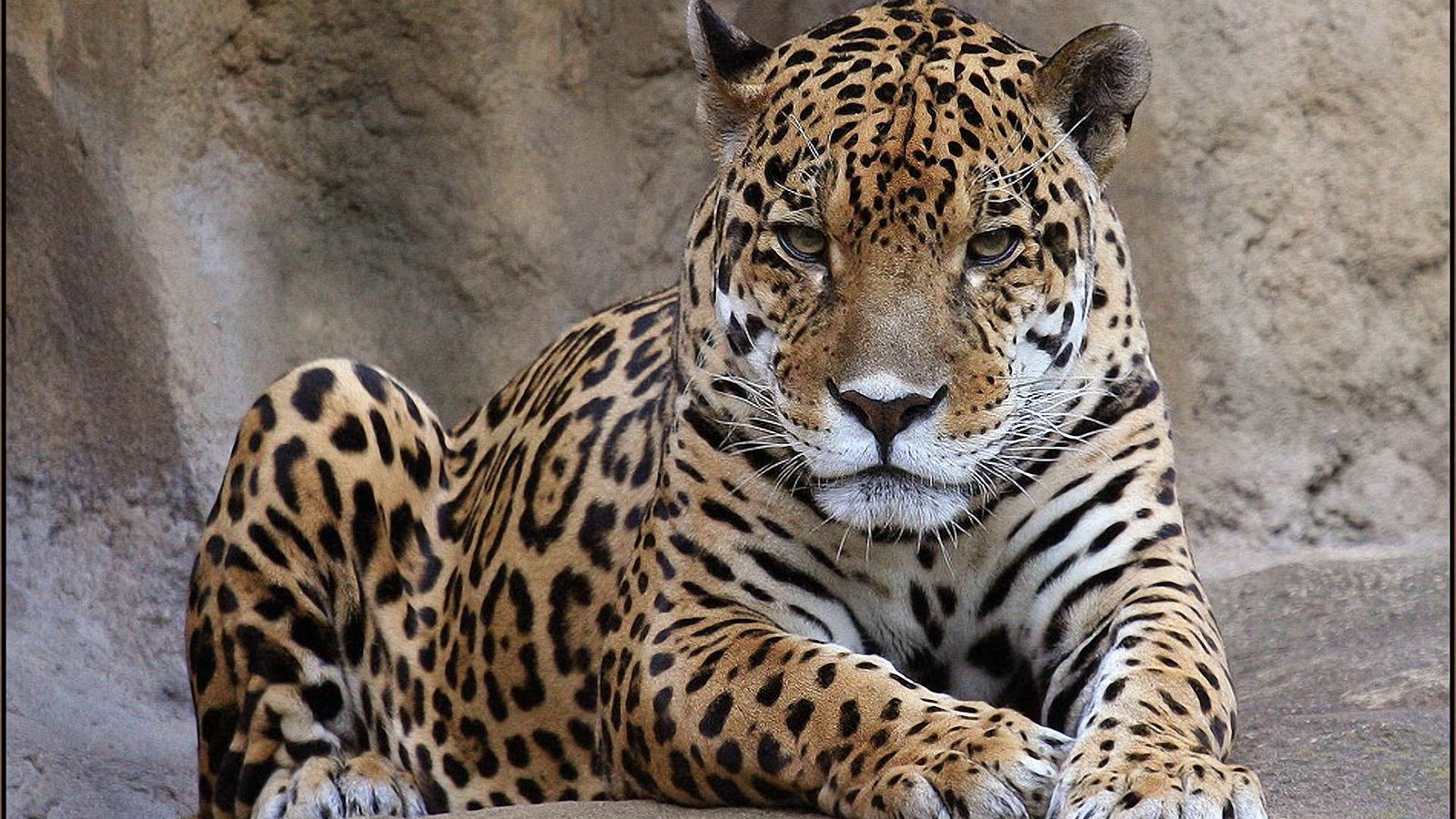 Обои морда, взгляд, леопард, хищник, ягуар, дикая кошка, face, look, leopard, predator, jaguar, wild cat разрешение 1920x1200 Загрузить