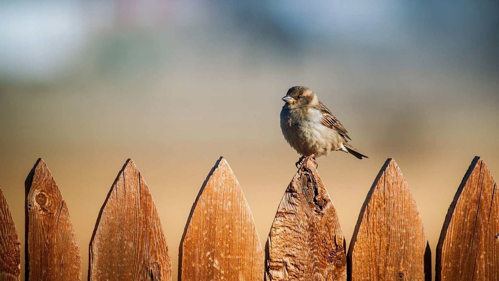 Обои забор, птица, воробей, the fence, bird, sparrow разрешение 1920x1200 Загрузить