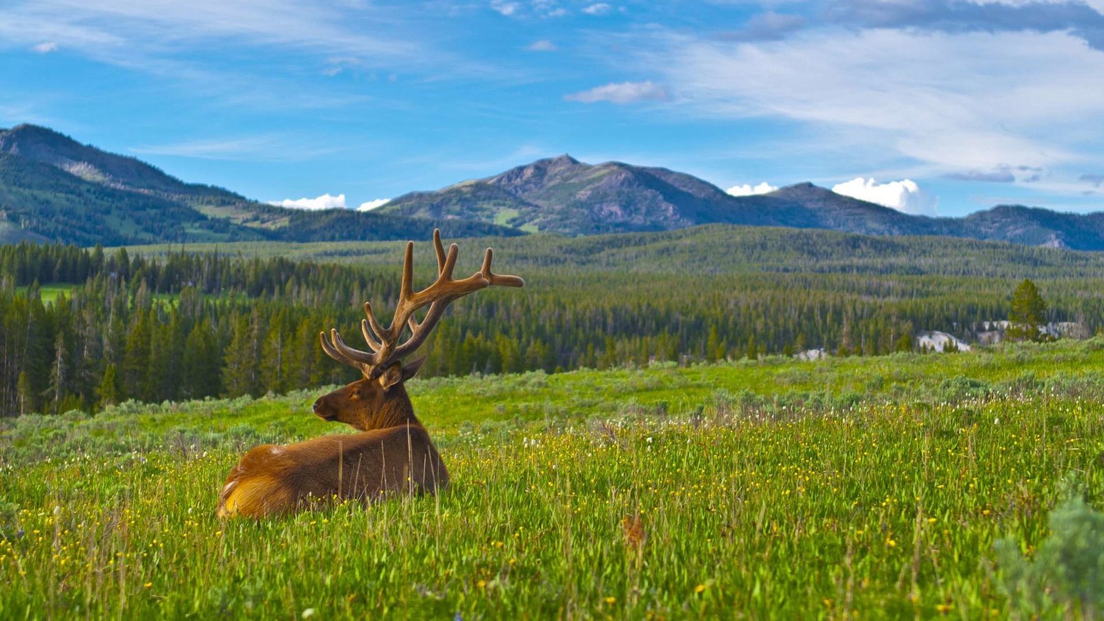 Обои горы, природа, олень, карибу, mountains, nature, deer, caribou разрешение 1920x1200 Загрузить