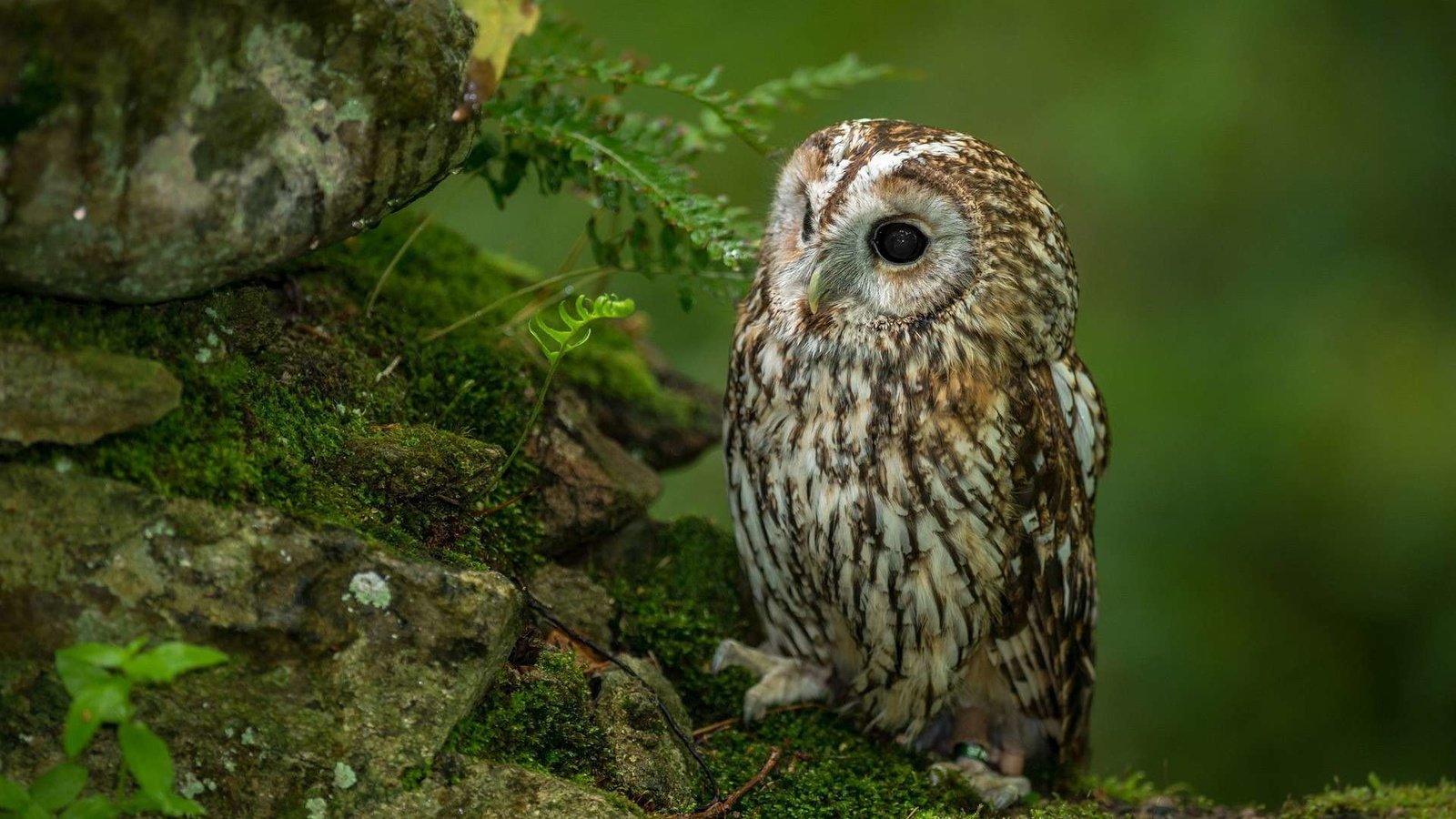 Обои сова, совенок, камни, лес, взгляд, хищник, птица, мох, папоротник, owl, owlet, stones, forest, look, predator, bird, moss, fern разрешение 1920x1200 Загрузить