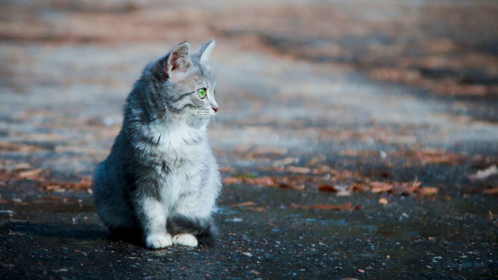 Обои листья, фон, кошка, котенок, улица, асфальт, leaves, background, cat, kitty, street, asphalt разрешение 1920x1200 Загрузить