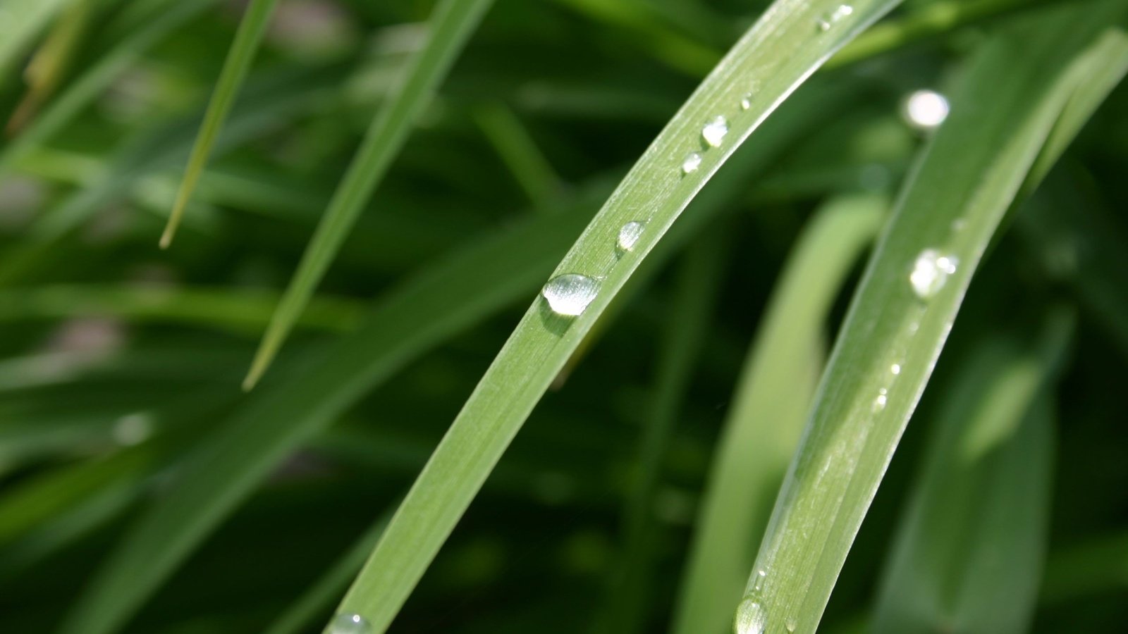 Обои трава, природа, макро, роса, капли, растение, крупным планом, grass, nature, macro, rosa, drops, plant, closeup разрешение 1920x1080 Загрузить